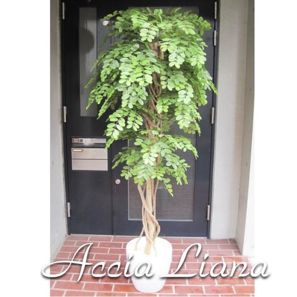 150cm 観葉植物 フェイク 人工植物 ギフト 大型 グリーン オシャレ アカシアリアナ天然木 150cm