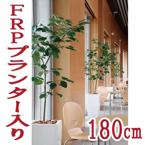180cm 観葉植物 フェイク 人工植物 ギフト 大型 グリーン/ベンガル