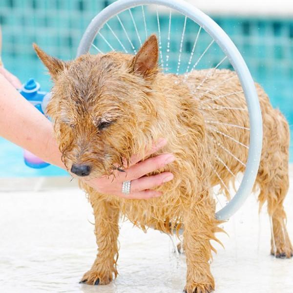 ペットシャワー ペットウォッシャー ペット風呂 噴霧器シャワー 犬猫入浴 全身 簡単シャンプー 360度シャワーヘッド シャワーヘッドxzq L 一撃shop 通販 Paypayモール