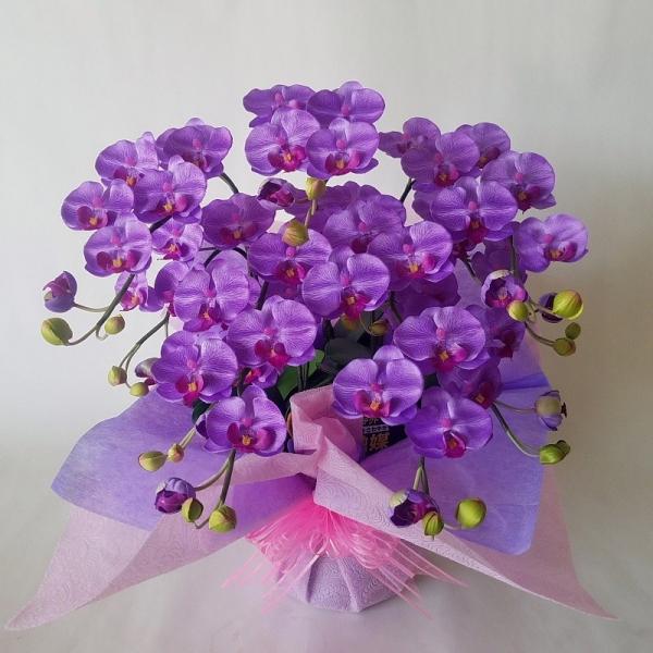 胡蝶蘭ｓ 紫５本立 高さ５０ｃｍ巾４０ｃｍ オリジナル 光触媒 造花 誕生日祝 結婚祝 開店祝 新築祝 Buyee Buyee 提供一站式最全面最專業現地yahoo Japan拍賣代bid代拍代購服務