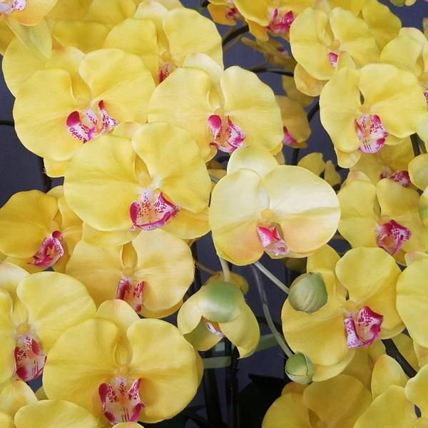 胡蝶蘭ｌ 黄１０本立 高さ１００ｃｍ巾９０ｃｍ オリジナル 光触媒 造花 誕生日祝花 ガーデニング 結婚祝 開店祝 新築祝 P6cct3rkuf アイフラワー グリーン