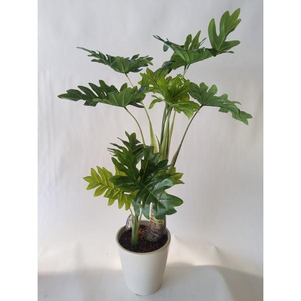 観葉植物 セローム高さ65cm幅45cm【リビングやオフイスに観葉