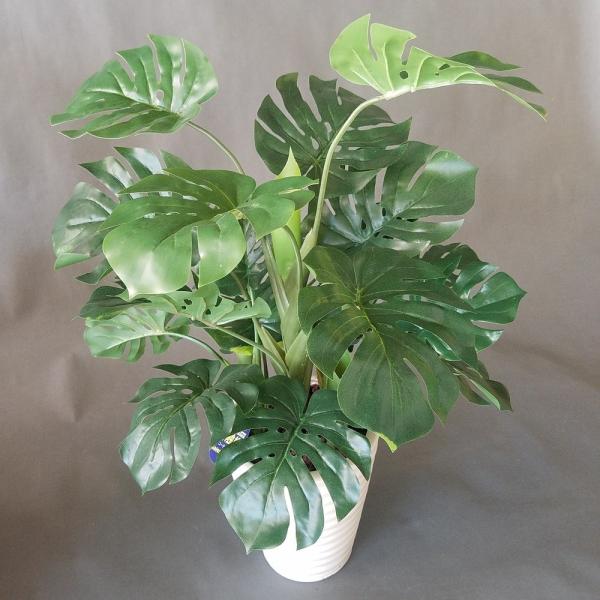 観葉植物 モンステラ株立 （高60cm幅45cm）【リビングや