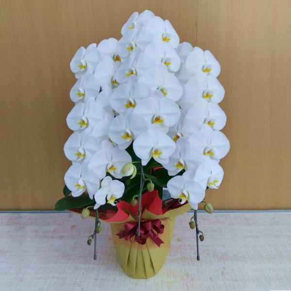 胡蝶蘭白大輪3本立ち錦8寸鉢 コチョウラン 開店祝いお祝いお供えギフト鉢花送料無料 Buyee 日本代购平台 产品购物网站大全 Buyee一站式代购