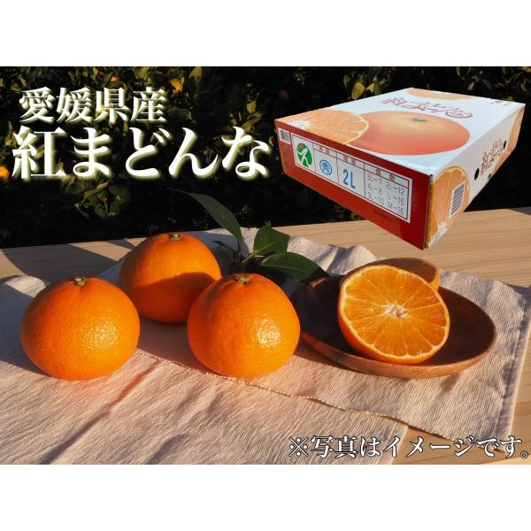 紅まどんな 愛媛県産(JAえひめ中央) 化粧箱 青秀 2Lサイズ 12個 