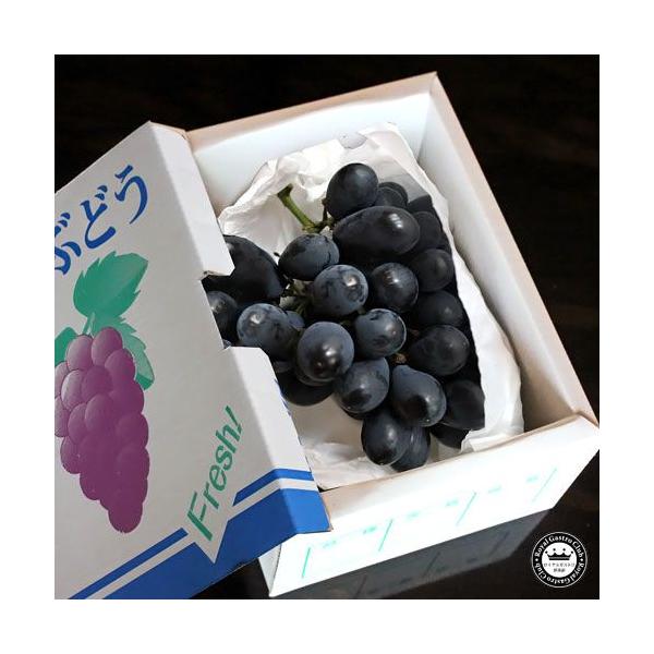 フルーツ ギフト 高尾ぶどう 山形県産 葡萄 約700g 1〜2房入り 生産者
