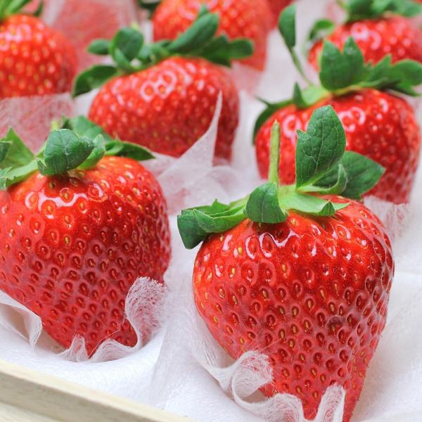 フルーツ ギフト いちご 美人姫 びじんひめ 岐阜県羽島市産 12粒 桐箱入り 1粒45g前後 特大サイズ 贈り物 プレゼント 年内発送の受注終了 Buyee Buyee Japanese Proxy Service Buy From Japan Bot Online