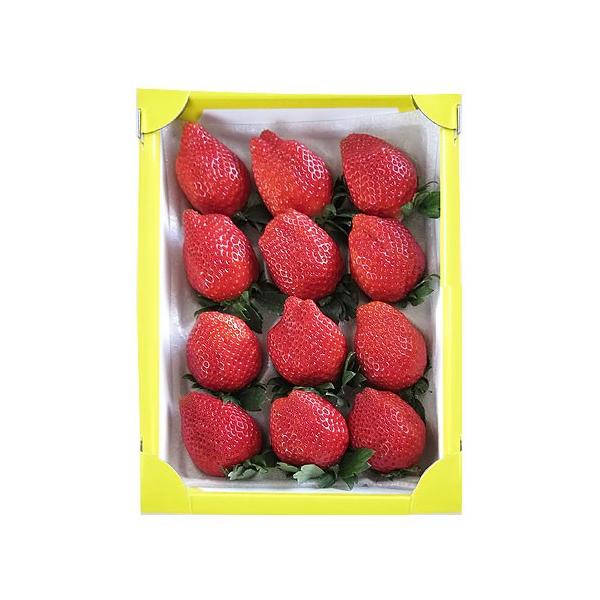 t[c Mtg  lP тЂ 򕌌HsY 12 ϔ 140gO TCY 蕨 v[g Ε