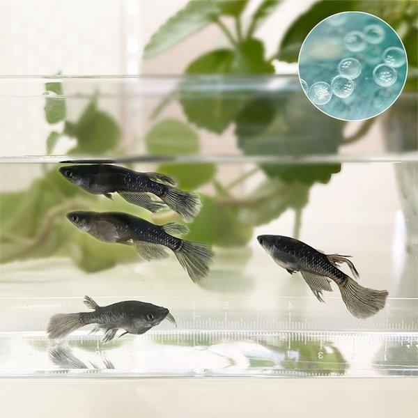 メダカ 卵 ブラックダイヤロングフィン 10個セット おまけ5個程度付属 松井ヒレ長×オロチラメ 泳ぐ宝石 超極上 タマゴ ヒレ長 フィン 黒 ラメ 交配 固定率 水槽