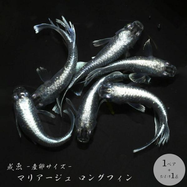 メダカ マリアージュ ロングフィン 成魚 産卵サイズ 1ペア+保証1匹 泳ぐ宝石 ラメ 超極上 ヒレ長 交配 固定率 水槽 お手入れ 厳選種 アクアリウム 隔離 安心