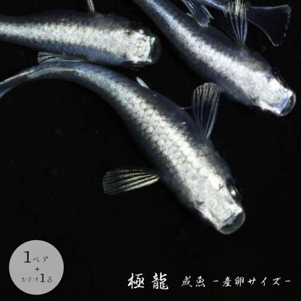 メダカ 極龍 成魚 産卵サイズ 1ペア+保証1匹 泳ぐ宝石 メタリック メタル 超極上 ヒレ長 交配 固定率 水槽 お手入れ 厳選種 アクアリウム 隔離 安心 安全 飼育