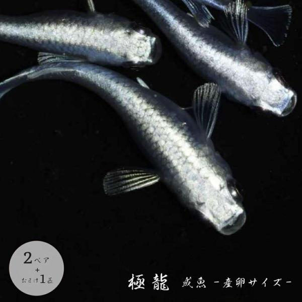 メダカ 極龍 成魚 産卵サイズ 2ペア+保証1匹 泳ぐ宝石 メタリック メタル 超極上 ヒレ長 交配 固定率 水槽 お手入れ 厳選種 アクアリウム 隔離 安心 安全 飼育