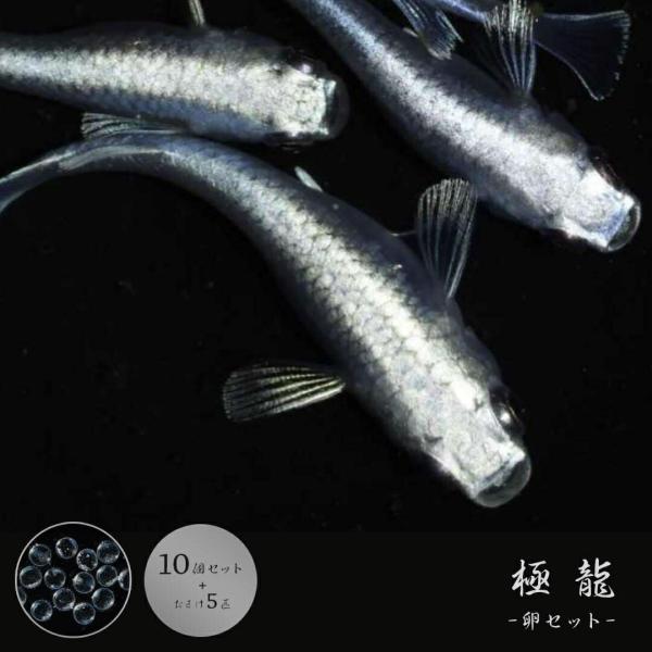 メダカ 卵 極龍10個セット おまけ5個程度付属 泳ぐ宝石 メタリック メタル 超極上 ヒレ長 交配 固定率 水槽 お手入れ 厳選種 アクアリウム 隔離 安心 安全 飼育