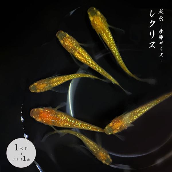 メダカ レクリス 成魚 産卵サイズ 1ペア+保証1匹 泳ぐ宝石 ラメ 超極上 ヒレ長 交配 固定率 水槽 お手入れ 厳選種 アクアリウム 隔離 安心 安全 飼育 自由研究