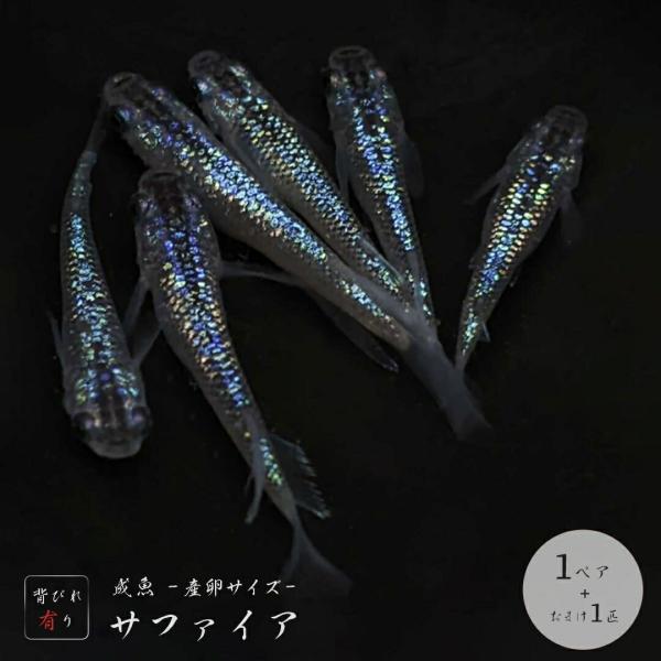 メダカ サファイア 背びれあり成魚 産卵サイズ 1ペア+保証1匹 黒ラメ幹之 泳ぐ宝石 超極上 みゆき ラメ 交配 固定率 水槽 お手入れ 厳選種 アクアリウム