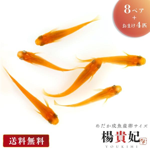 メダカ 楊貴妃 成魚 産卵サイズ 8ペア+保証4匹 泳ぐ宝石 超極上 交配 固定率 水槽 お手入れ 厳選種 アクアリウム 隔離 安心 安全 飼育 自由研究 かわいい 可愛い