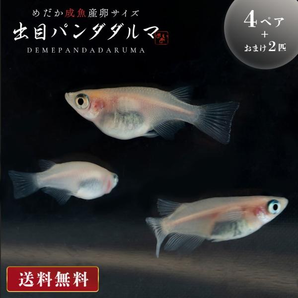 メダカ 出目パンダ ダルマ 成魚 産卵サイズ 4ペア+保証2匹 泳ぐ宝石 超極上 交配 固定率 水槽 お手入れ 厳選種 アクアリウム 隔離 安心 安全 飼育 自由研究 稚魚