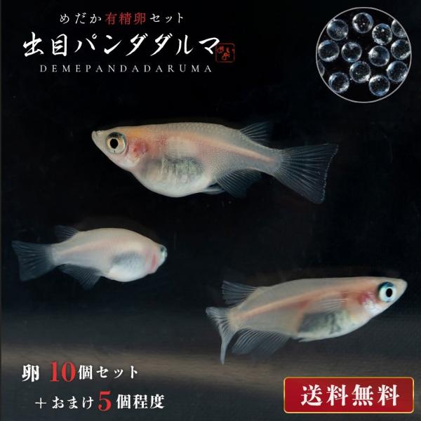 メダカ 卵 出目パンダ ダルマ 10個セット おまけ5個程度付属 泳ぐ宝石 超極上 交配 固定率 水槽 お手入れ 厳選種 アクアリウム 隔離 安心 安全 飼育 自由研究