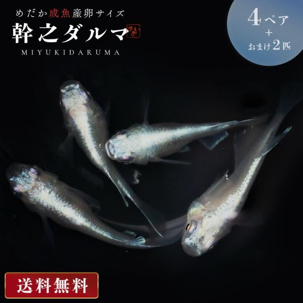 メダカ 幹之 ダルマ 種親クラス 成魚 産卵サイズ 4ペア+保証2匹 泳ぐ宝石 超極上 交配 固定率 水槽 お手入れ 厳選種 アクアリウム 隔離 安心 安全 飼育 自由研究