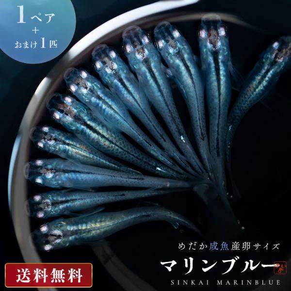 メダカ マリンブルーメダカ 深海 成魚 産卵サイズ 1ペア+保証1匹 泳ぐ宝石 超極上 交配 固定率 水槽 お手入れ 厳選種 アクアリウム 隔離 安心 安全 飼育