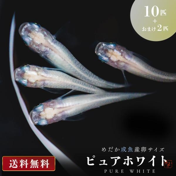 メダカ ピュアホワイト 成魚 産卵サイズ 10匹+保証2匹 性別ランダム 泳ぐ宝石 超極上 交配 固定率 水槽 お手入れ 厳選種 アクアリウム 隔離 安全 飼育 自由研究
