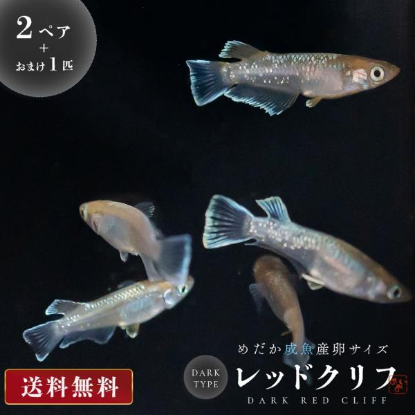 メダカ レッドクリフ ダークタイプ 成魚 産卵サイズ 2ペア+保証1匹 泳ぐ宝石 超極上 交配 固定率 水槽 お手入れ 厳選種 アクアリウム 隔離 安心 安全 飼育 稚魚
