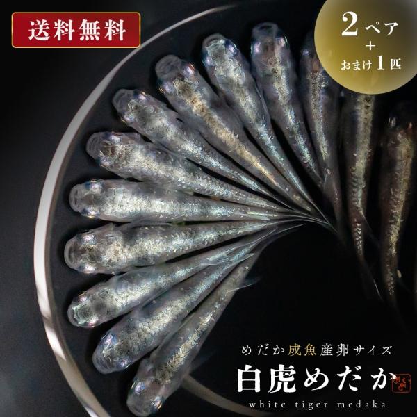 メダカ 白虎 成魚 産卵サイズ 2ペア+保証1匹 泳ぐ宝石 超極上 交配 固定率 水槽 お手入れ 厳選種 アクアリウム 隔離 安心 安全 飼育 自由研究 かわいい 可愛い