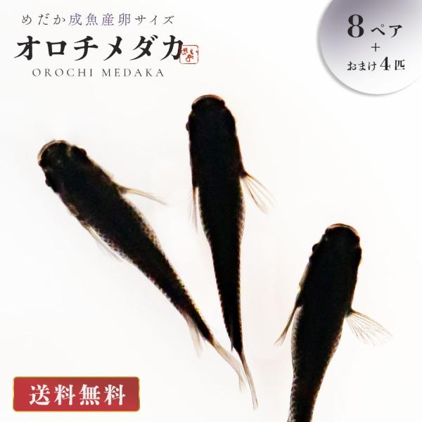 メダカ オロチ 成魚 産卵サイズ 8ペア+保証4匹 泳ぐ宝石 超極上 交配 固定率 水槽 お手入れ 厳選種 アクアリウム 隔離 安心 安全 飼育 自由研究 かわいい 可愛い