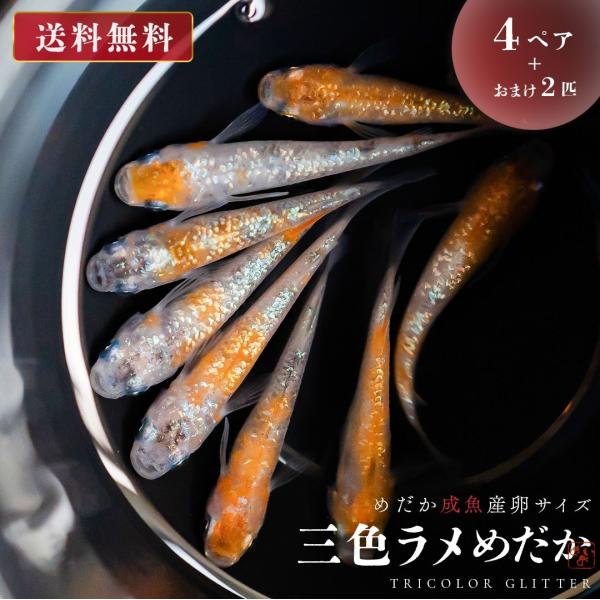 メダカ 三色ラメ 成魚 産卵サイズ 4ペア+保証2匹 泳ぐ宝石 超極上 交配 固定率 水槽 お手入れ 厳選種 アクアリウム 隔離 安心 安全 飼育 自由研究 かわいい