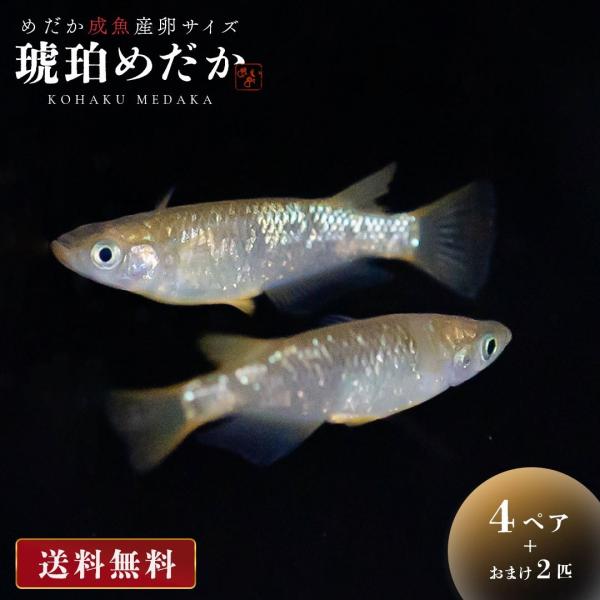 メダカ 琥珀ラメ ラメ 成魚 産卵サイズ 4ペア+保証2匹 泳ぐ宝石 超極上 交配 固定率 水槽 お手入れ 厳選種 アクアリウム 隔離 安心 安全 飼育 自由研究 かわいい