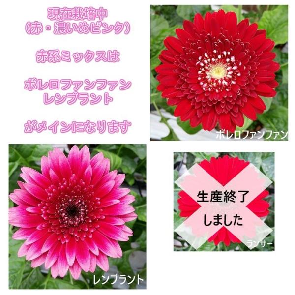 ガーベラ花束赤系６０本 産地直送 還暦祝い 誕生日プレゼントに Buyee Buyee Japanese Proxy Service Buy From Japan Bot Online