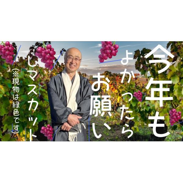 訳ありシャインマスカット 2kg ※限定100セット※予約販売8月頃〜9月末