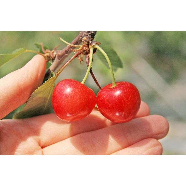 母の日温室さくらんぼ佐藤錦 化粧箱約300g 化粧箱約300g フルーツ 2lサイズ 64 F さくらんぼ 64 F 味の農園