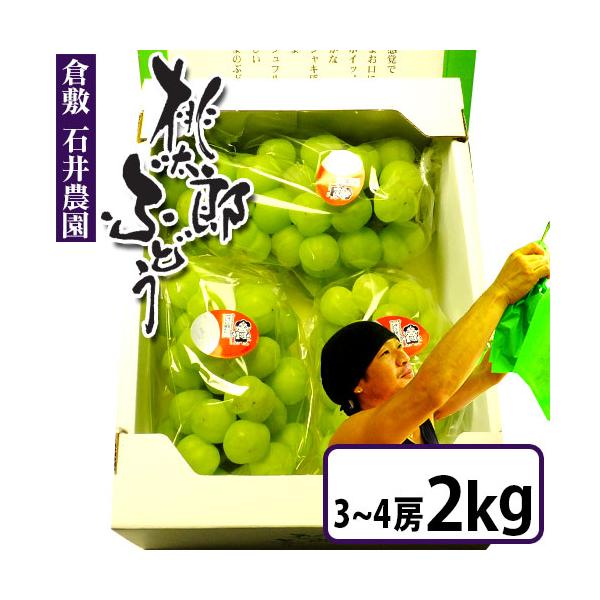 石井農園の桃太郎ぶどう 2Kg　種なしで皮ごと食べるまるで爽やかなゼリーのようなぶどう　ご自宅用パック ぶどう 岡山 倉敷 フルーツ