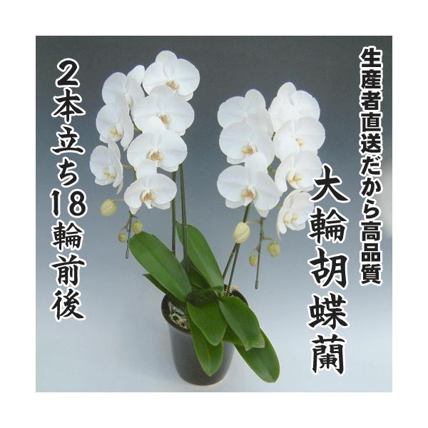 大輪胡蝶蘭2本立ち18輪前後