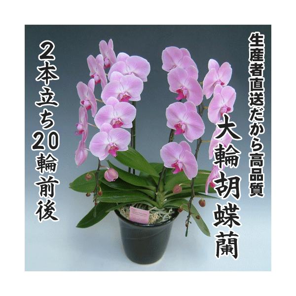 大輪胡蝶蘭2本立ち20輪前後