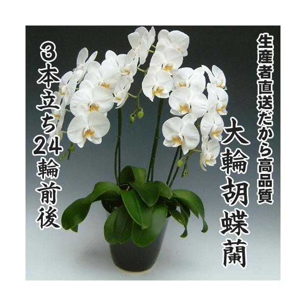 大輪胡蝶蘭3本立ち24輪前後