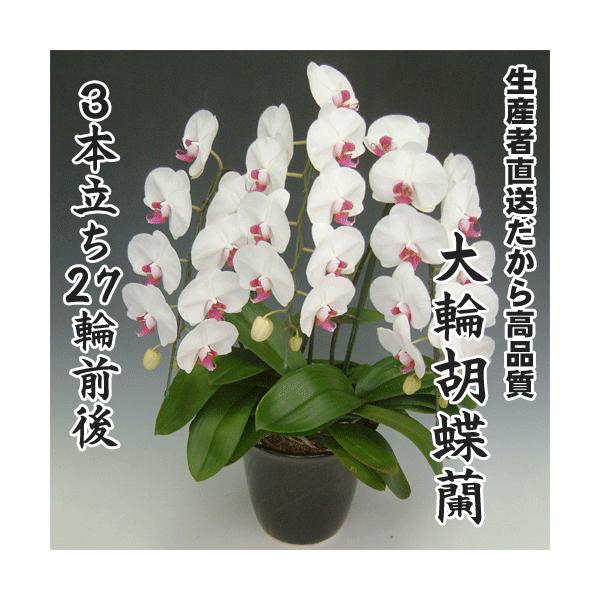 大輪胡蝶蘭3本立ち27輪前後