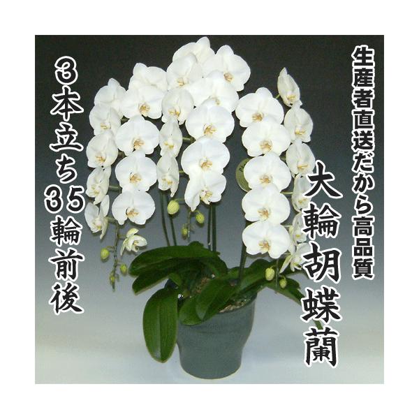 大輪胡蝶蘭3本立ち35輪前後