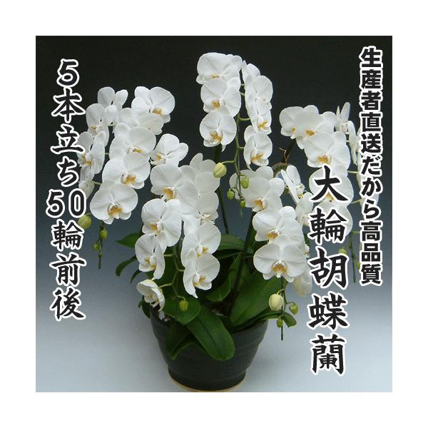 大輪胡蝶蘭5本立ち50輪前後