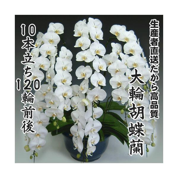大輪胡蝶蘭10本立ち120輪前後