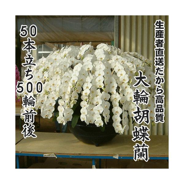 大輪胡蝶蘭50本立ち500輪前後