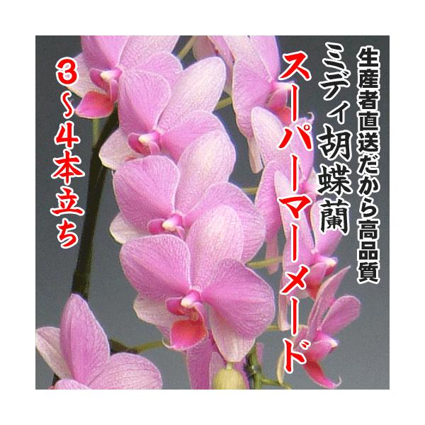 ミディ胡蝶蘭スーパーマーメイド3〜4本立ち