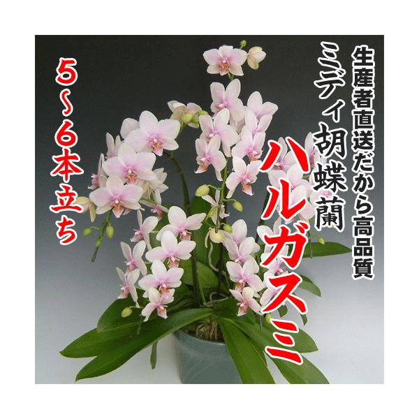 ミディ胡蝶蘭ハルガスミ5〜6本立ち