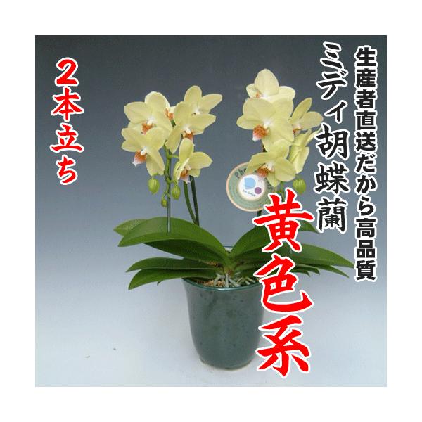 ミディ胡蝶蘭黄色系2本立ち