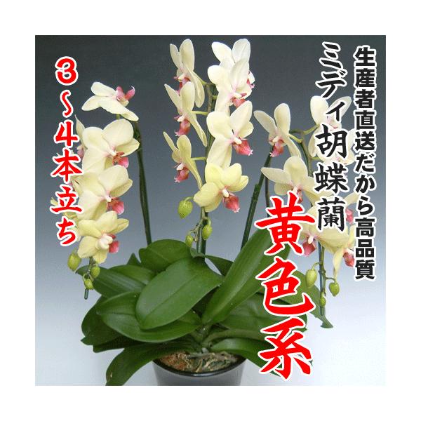 ミディ胡蝶蘭黄色系3〜4本立ち