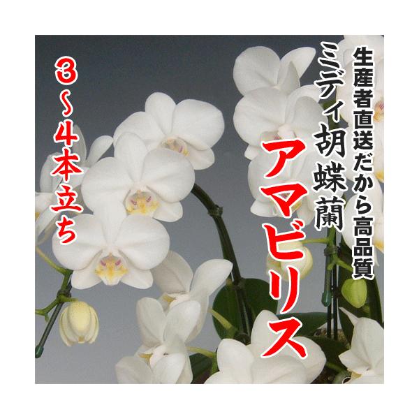 ミディ胡蝶蘭アマビリス3〜4本立ち