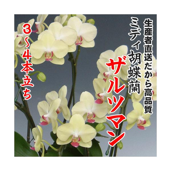 ミディ胡蝶蘭ザルツマン3〜4本立ち