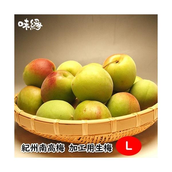 早期ご予約受付中　紀州南高梅　加工用　生梅　Ｌ　5キロ箱　和歌山紀州より直送　送料無料　梅酒用青梅・梅干し用完熟梅からお選びください