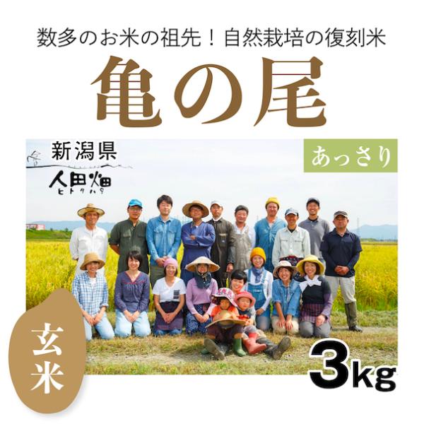 日本の銘米 【自然栽培のお米】玄米3kg「亀の尾」(新潟県)人田畑(ひと